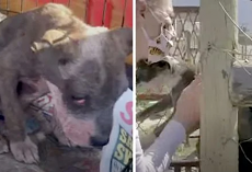 Dog’s Owner No Longer Wanted Her, And It Was Obvious