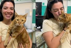 Cat lost in Maui wildfires reunites with family: “the happy news we need in these uncertain times”