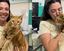 Cat lost in Maui wildfires reunites with family: “the happy news we need in these uncertain times”