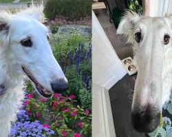 Meet Lapsha, the dog with the “world’s longest nose” — going viral for 12-inch snout