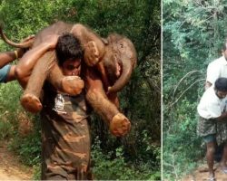 Kind-hearted man carries injured baby elephant on his back to get treatment