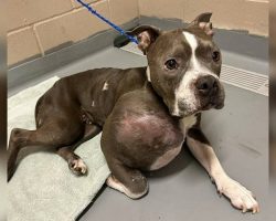 Stray pit bull found with tumor the size of a volleyball now getting a second chance