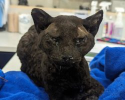 Cat severely burned in fire makes “miracle” recovery, is finally going home