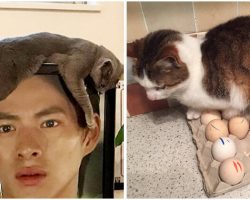 30+ Photos To Prove That Cat Logic Is Simply Beyond Comprehension