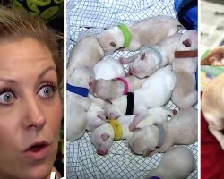 Pregnant chihuahua is rescued – after the 10th puppy is born her foster mom cannot believe her eyes