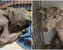 Woman rescues scared, emaciated animal — and no one can tell if it’s a dog or a coyote