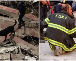 The dogs of 9/11: search and rescue dogs remembered as heroes over 20 years later