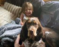 Missing 2-year-old found safe — with her two loyal dogs protecting her