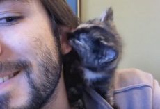 Cute Tiny Kitten Shows Her Dad Love By Giving Him Lots Of Kisses
