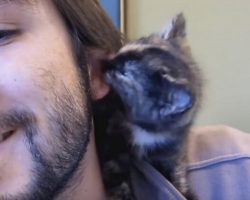 Cute Tiny Kitten Shows Her Dad Love By Giving Him Lots Of Kisses