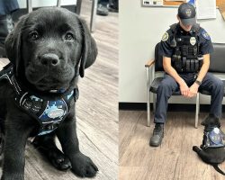Adorable Lab puppy starts duty as police department’s first-ever comfort dog