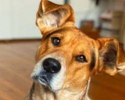 Shelter Dog Faced An Uncertain Future Because Of His Pasta Ears
