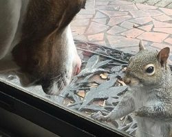 Family saves squirrel – then 8 years later she returns to show them something important