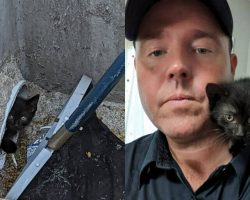 Firefighter rescues stray kitten from sewer, then gives him a home
