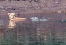 Three crocodiles swim up to stray dog in the water — what they do next surprised everyone