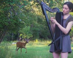 Harp Session Lures A Deer From The Woods For A Scene Straight From A Kid’s Movie