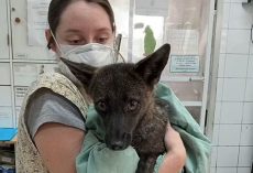 Vets take in animal hit by car — later discover she’s the first known dog-fox hybrid