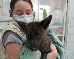 Vets take in animal hit by car — later discover she’s the first known dog-fox hybrid