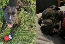 Pitbull rescued from dogfighting ring was shelter’s longest resident ever — but now she has a happy ending