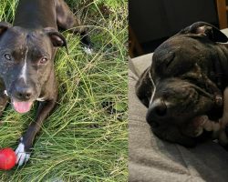 Pitbull rescued from dogfighting ring was shelter’s longest resident ever — but now she has a happy ending