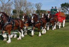 Budweiser accused of “mutilating” their iconic Clydesdales — make a major change that has animal lovers cheering