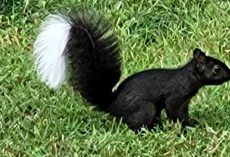 The mystery of the “squnk”: Ohio residents can’t tell if this creature is a squirrel or a skunk