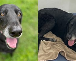 Dog who was in shelter for 10 years finally finds her forever home