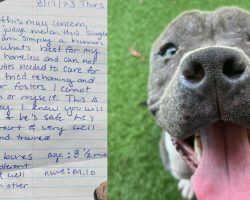 Shelter finds dog abandoned with heartbreaking note — they write a reply to the owner