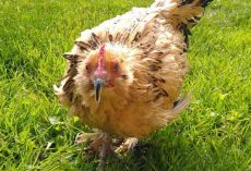21-year-old Peanut is officially the oldest chicken in the world — congratulations