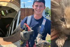 Firefighters crawl 30 feet through storm drain to rescue trapped kitten — thank you