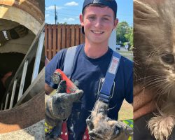 Firefighters crawl 30 feet through storm drain to rescue trapped kitten — thank you