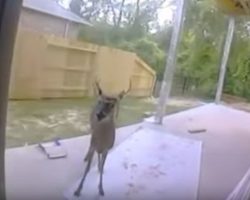 This deer came back to thank the cop who rescued him