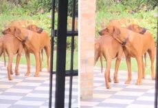 Dad Catches Dog Twins Locked In A Hug On The Back Patio