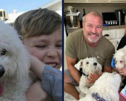 “Reunion of a lifetime”: Senior dog reunites with family after being missing for 12 years