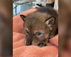 Family takes in ‘lost puppy’ from the road, only to find out he’s a coyote