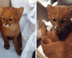 Teen takes in orphaned kitten as a pet, but later discovers it’s actually a puma
