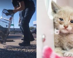 Firefighters rescue scared kitten who was trapped in sewer for days