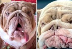 Dog Named ‘Mugshot’ Because Of His Unique Look Gets Mom Who Loves Him For Him