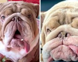 Dog Named ‘Mugshot’ Because Of His Unique Look Gets Mom Who Loves Him For Him