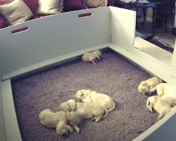 Puppy Wakes Up And Can’t Find Mama, But She Comes Over To Make It All Better