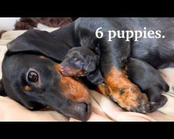 Proud Dachshund Dog Mother with New born puppy