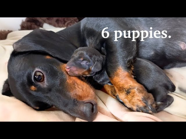 Proud Dachshund Dog Mother with New born puppy