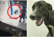 Injured Stray Dog Sought Help Alone At Vet Clinic