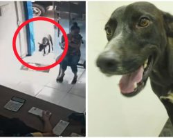 Injured Stray Dog Sought Help Alone At Vet Clinic