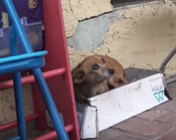 Street dog is found in shoebox – everyone is shocked when they lift her up