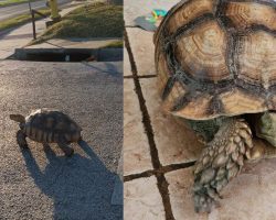 Missing tortoise reunites with owner after being rescued from highway