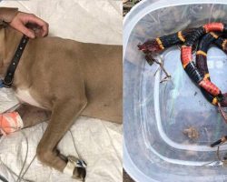 Pit Bull dies after saving kids from aggressive snake