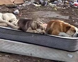 Three Dogs Rescued From Dump Pose A Year Later For Heartwarming Photo