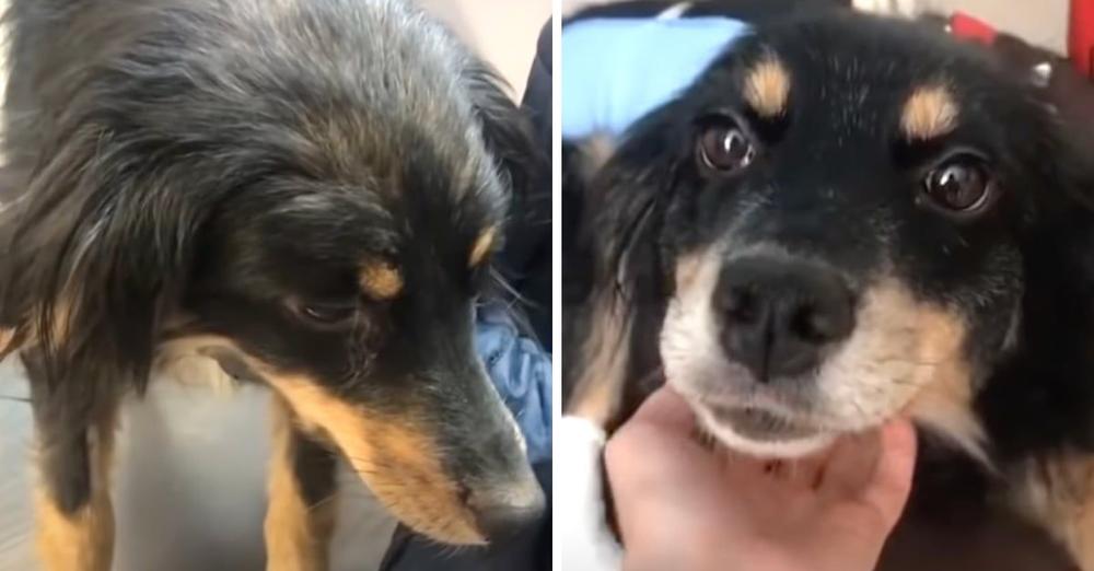 Dog Became Sick, So Her Owner Left Her On The Street And Drove Away
