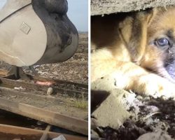 Puppies Were Stuck In A Landfill, And The Heavy Machinery Had To Be Brought Out